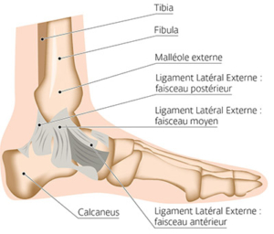 Anatomie de la cheville - Chirurgien du sport